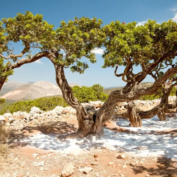 chios-mastic-tree-1280